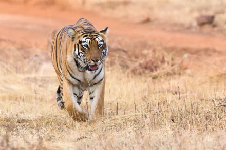 depth of field Animal tiger HD Desktop Wallpaper | Background Image