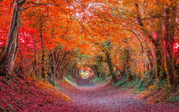 Colorful fall forest canopy forms a vibrant tunnel of red and orange leaves over a winding path, captured in HD for a vivid PC desktop wallpaper.