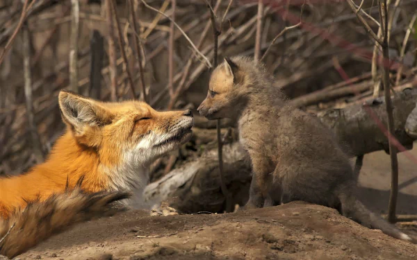 A heartwarming HD desktop wallpaper featuring a cute red fox and its curious baby cub in a natural woodland setting.