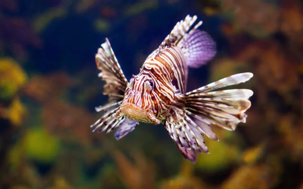 HD PC desktop wallpaper featuring a vibrant lionfish swimming underwater, showcasing detailed sea life and marine animal beauty.