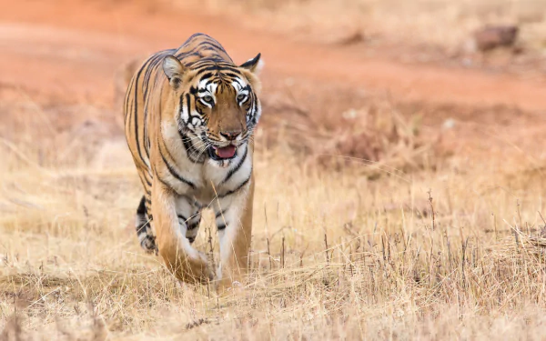 depth of field Animal tiger HD Desktop Wallpaper | Background Image