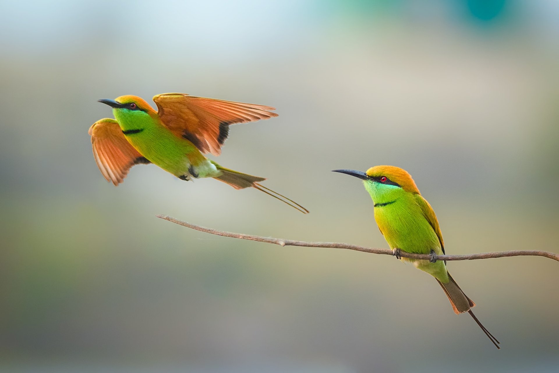 Download Bird Animal Bee-eater HD Wallpaper