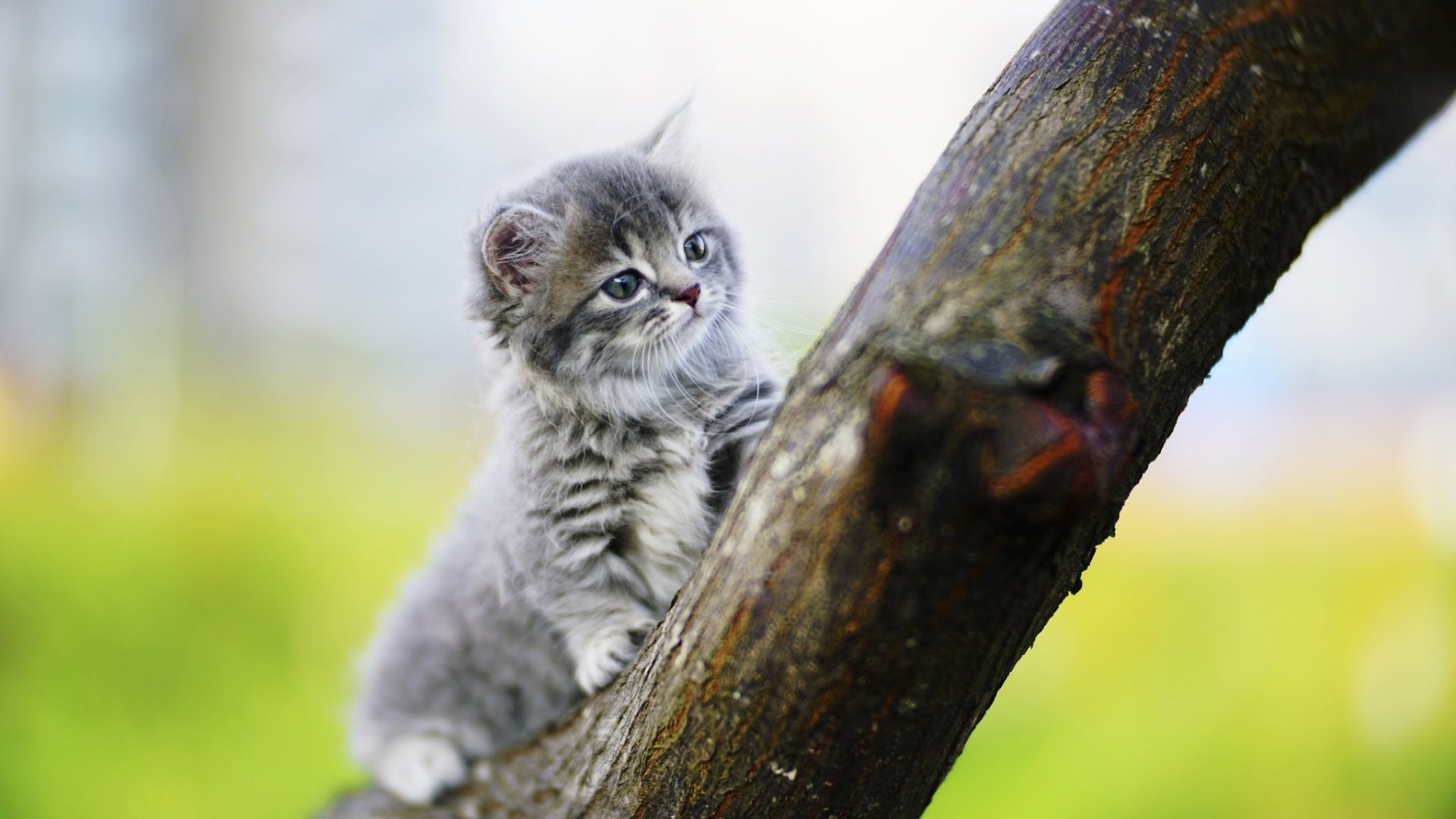 A high-definition wallpaper featuring a baby kitten with depth of field, showing the adorable kitten on a tree branch with a blurred green and blue background.