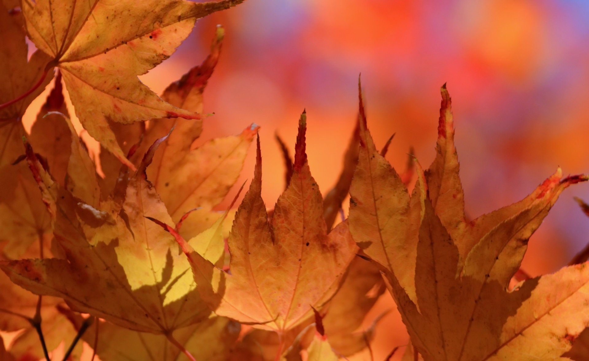 Download Fall Macro Nature Leaf  HD Wallpaper
