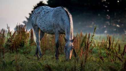 depth of field Animal horse HD Desktop Wallpaper | Background Image