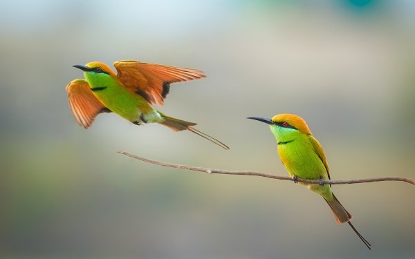 Animal Bee-eater Birds Bee-Eaters Bird Wildlife HD Wallpaper | Background Image