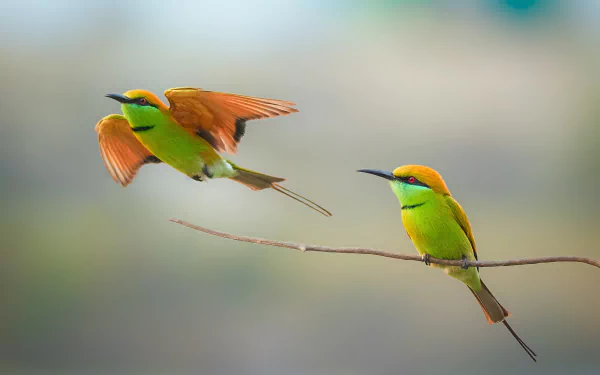 Two vibrant bee-eater birds, one in flight and one perched, captured in sharp detail against a blurred background, featured as an HD PC desktop wallpaper.