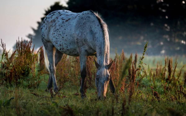 A white horse grazing in a misty field with a shallow depth of field, captured in high definition as a PC desktop wallpaper and background.