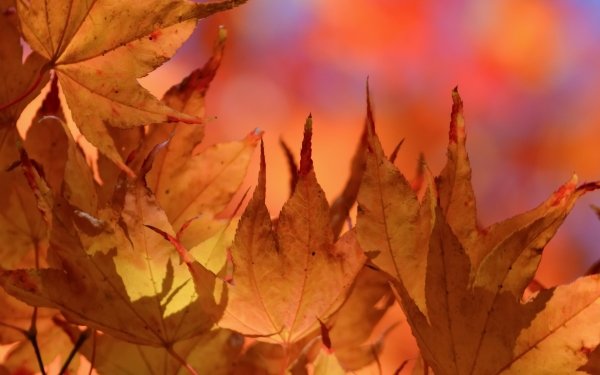 Earth Leaf Nature Macro Fall HD Wallpaper | Background Image