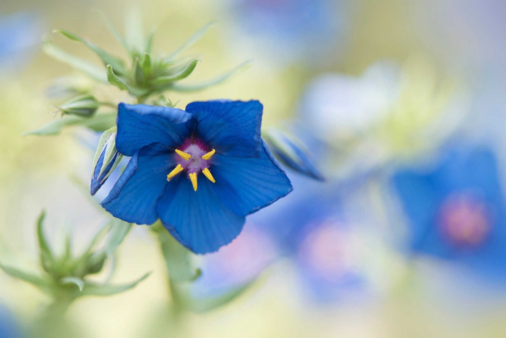 Close-up of a vibrant blue flower in nature, captured in sharp detail against a soft, blurred background, suitable as an HD PC desktop wallpaper and background.