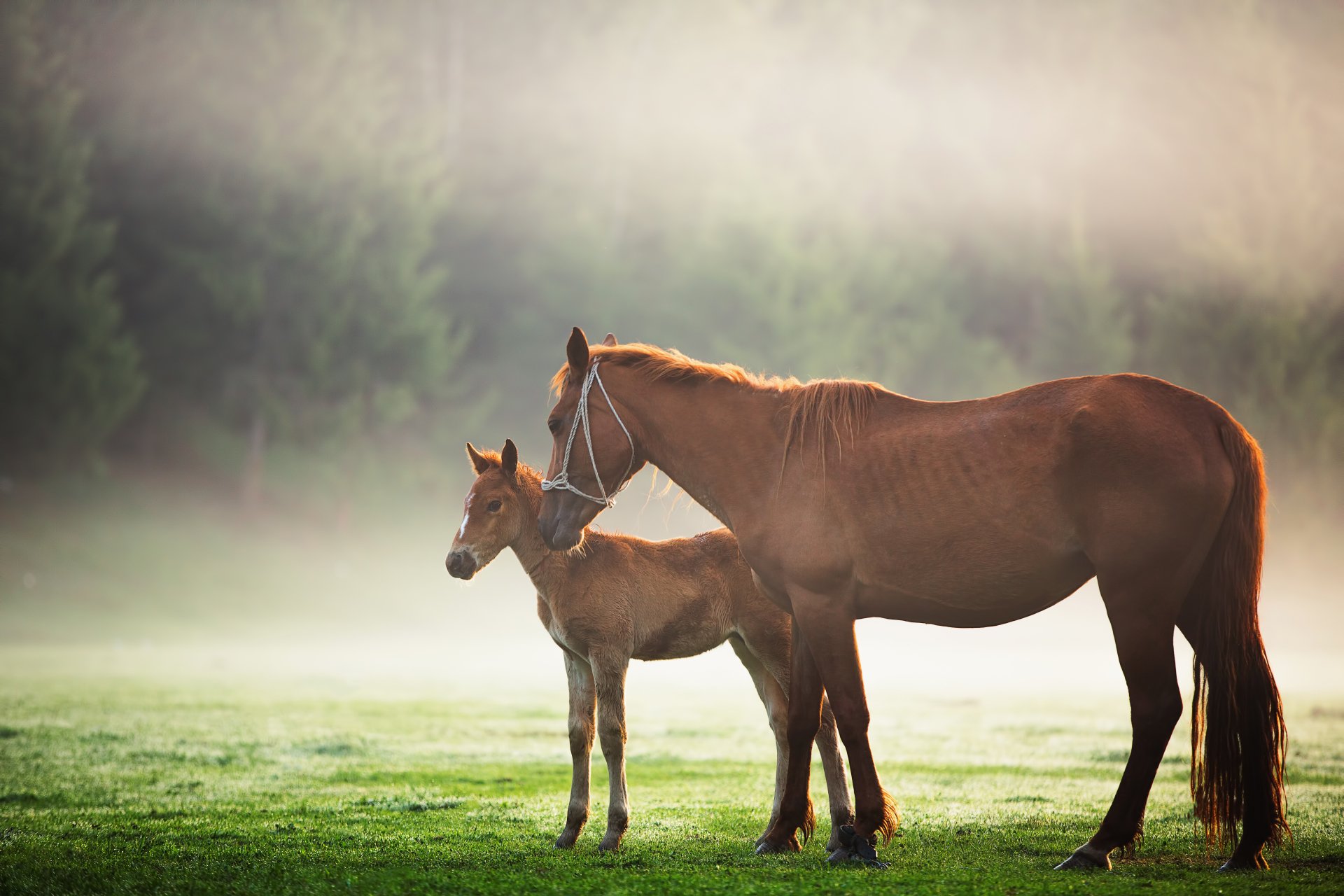 A serene HD desktop wallpaper of a horse and a foal standing on a foggy meadow, with lush greenery in the background.