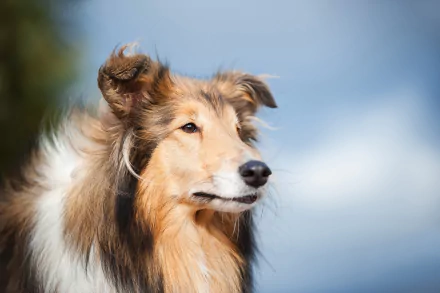 HD desktop wallpaper featuring a close-up of a rough collie dog against a soft blue sky background.