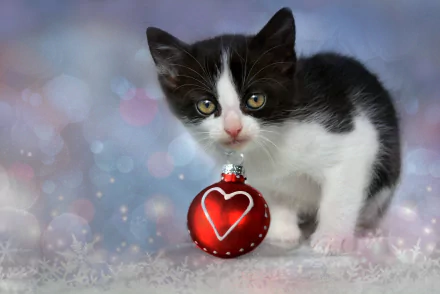 A cute black and white kitten next to a red Christmas ornament with a glowing heart, set against a festive holiday background.