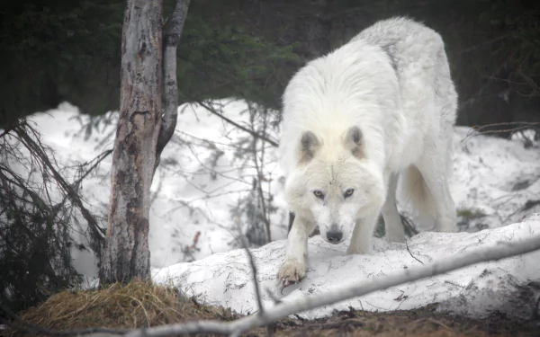 HD wallpaper of a majestic white arctic wolf walking through a snowy forest, captured in sharp detail.