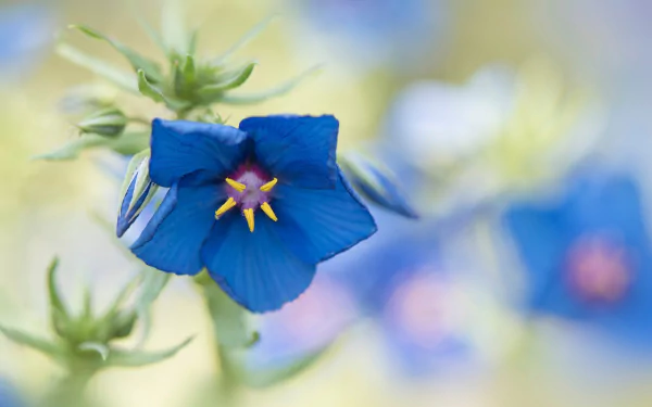 blue flower nature flower HD Desktop Wallpaper | Background Image