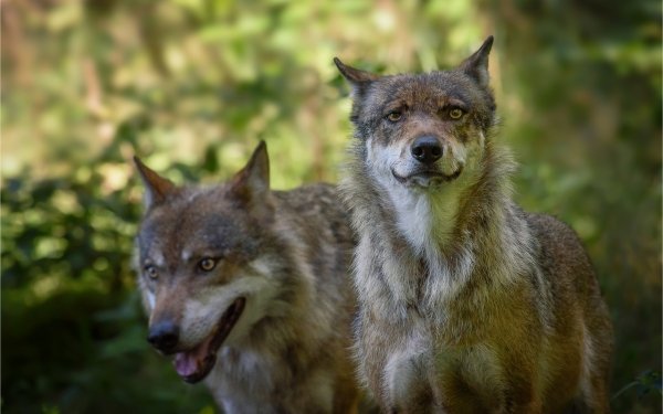 Animal Wolf Wolves Depth Of Field HD Wallpaper | Background Image