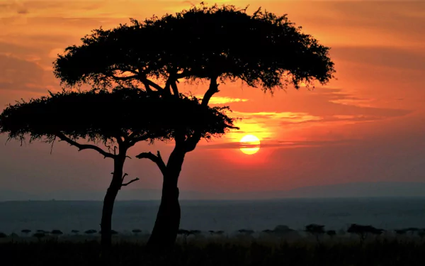 Silhouetted African trees against a vibrant orange sunset sky, capturing the serene beauty of nature in an HD desktop wallpaper.