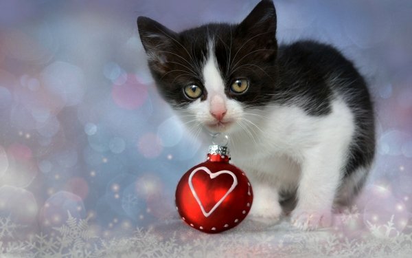 Holiday Christmas Christmas Ornaments Heart Kitten Cute Baby Animal HD Wallpaper | Background Image