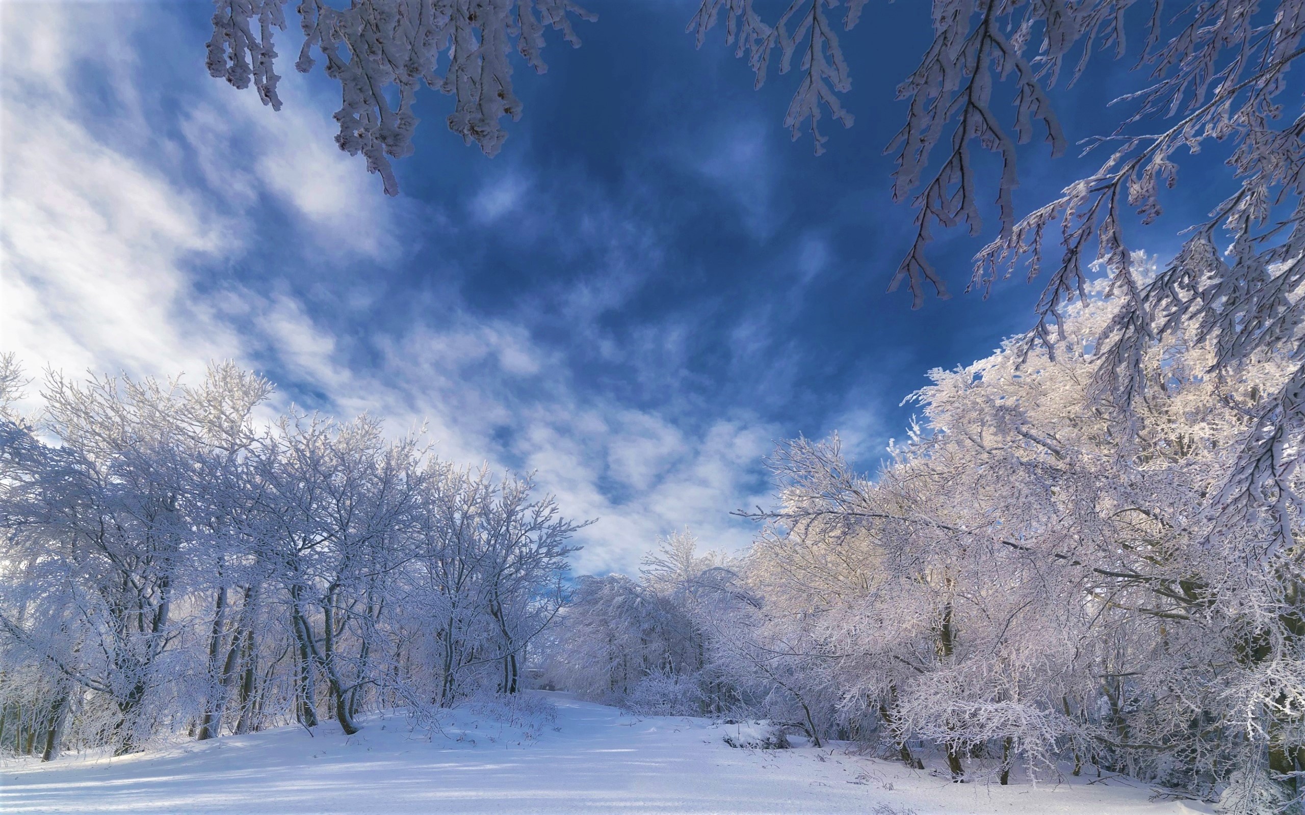 Download Snow Forest Nature Winter HD Wallpaper