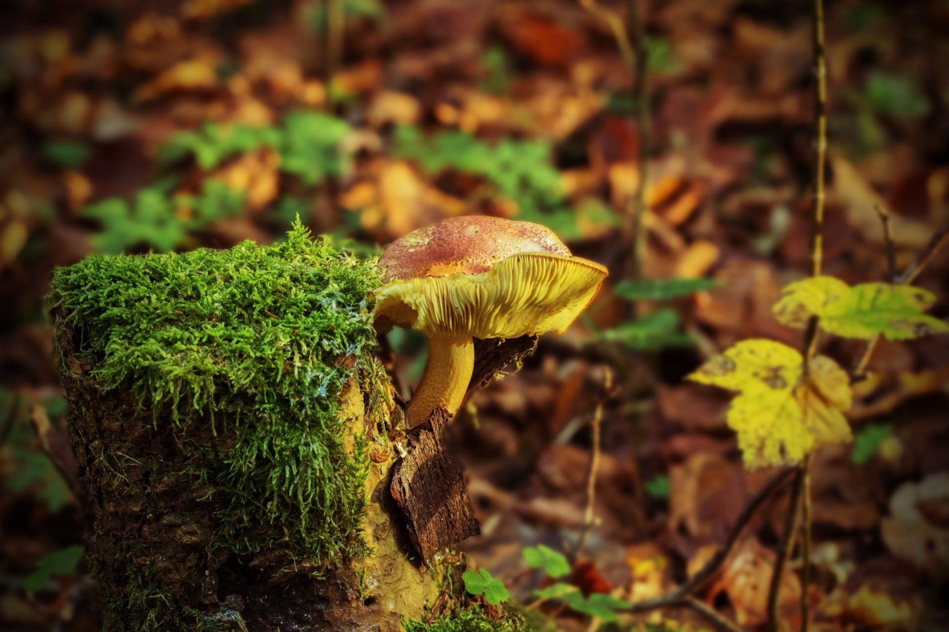Download Close-up Fall Nature Mushroom HD Wallpaper by Heiko Stein