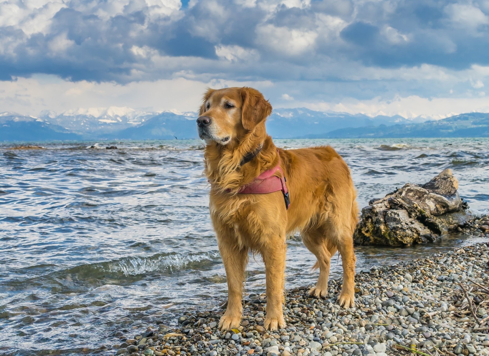 A golden retriever stands on a rocky shore by a lake under a cloudy sky, captured in a high-definition desktop wallpaper scene.