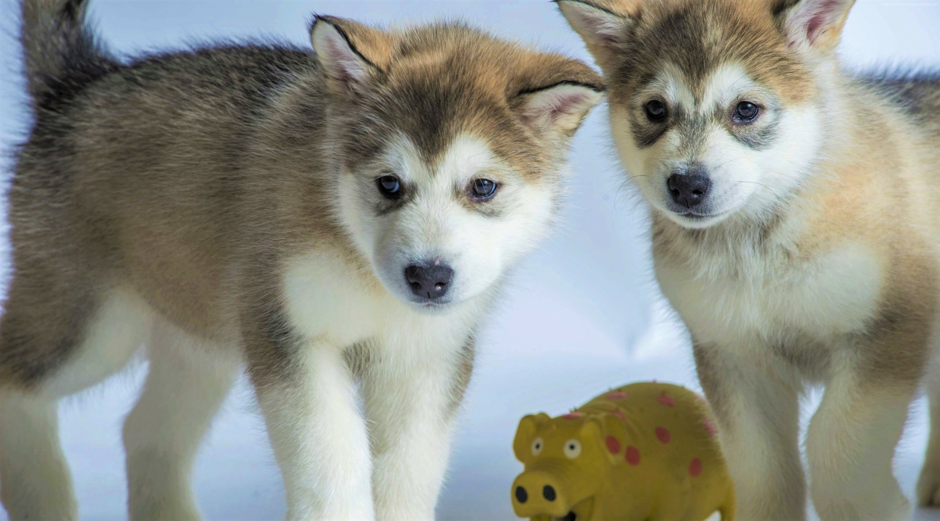 Cute Husky Puppies HD Wallpaper | Background Image | 3840x2130 | ID