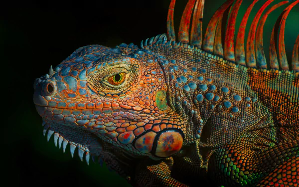 Close-up HD desktop wallpaper of a colorful iguana's face, showcasing detailed scales and vibrant hues against a dark background.