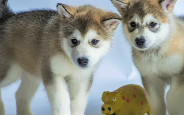 Two baby animal puppies (husky, Alaskan Malamute) with a yellow toy on a pale background — 2K Quad HD PC Desktop Wallpaper and Background.