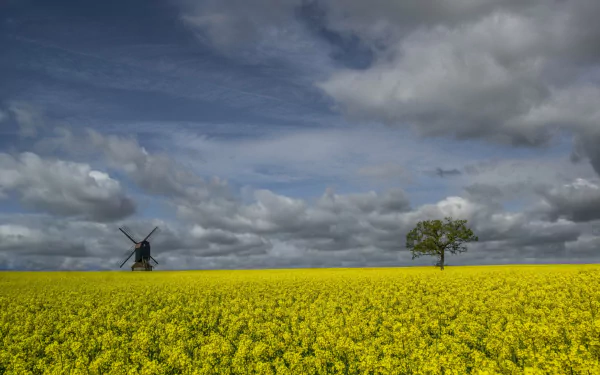 HD wallpaper of a vast rapeseed field with bright yellow flowers under a cloudy sky, featuring a distant windmill and a solitary tree in a serene summer landscape.