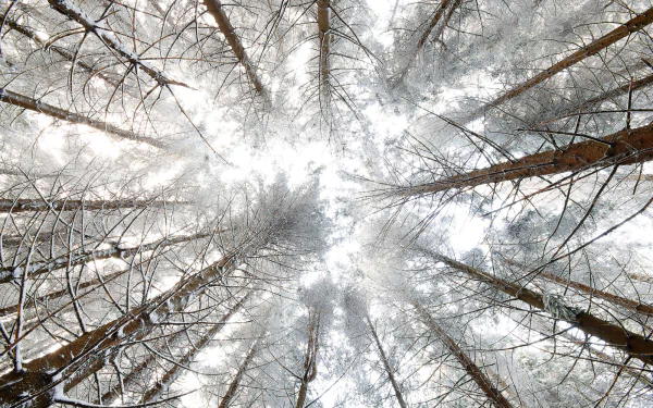 canopy tree nature winter HD Desktop Wallpaper | Background Image
