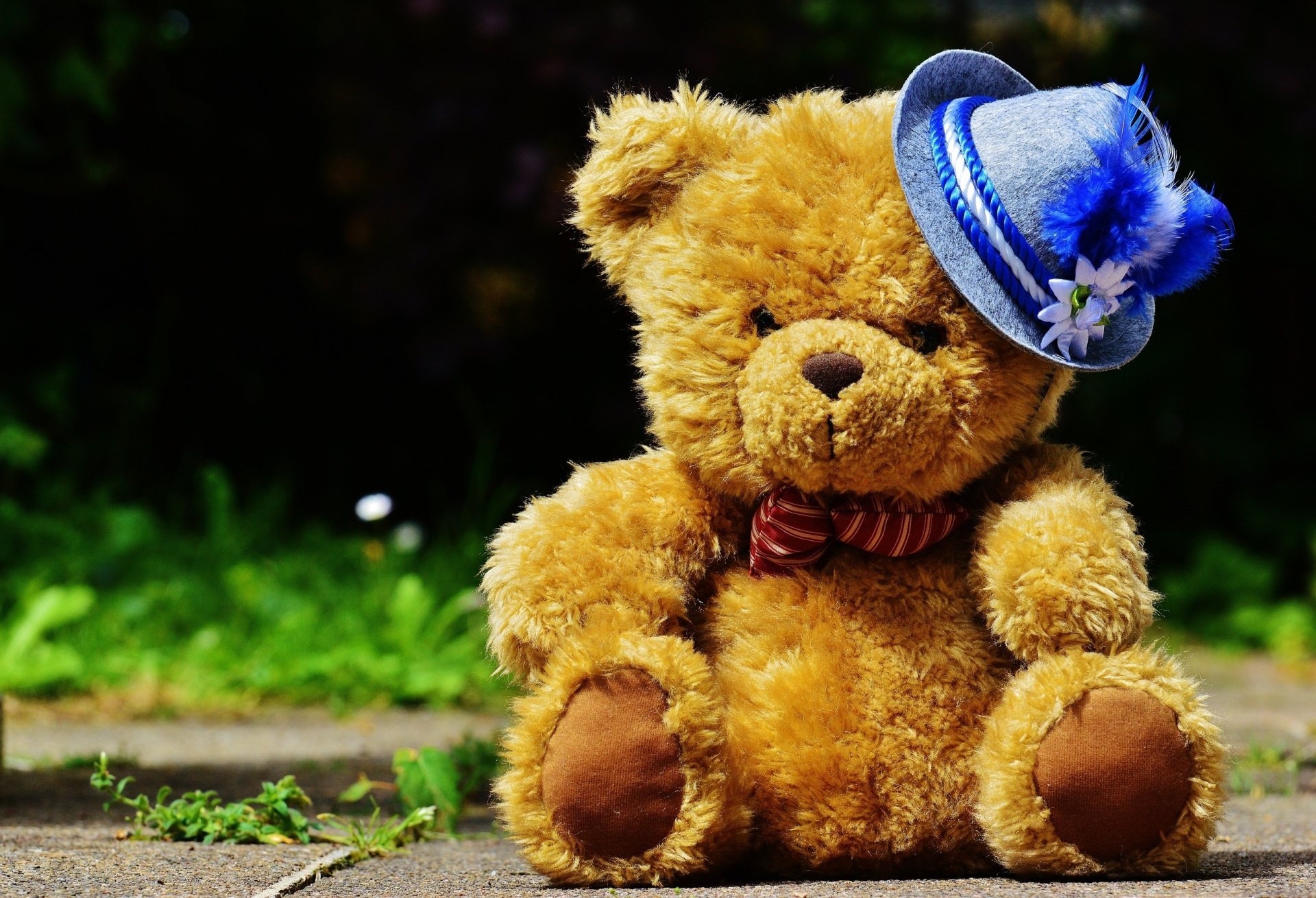 Fluffy man-made stuffed animal teddy bear in a blue hat on a sunlit path with blurred green foliage — 2K Quad HD PC desktop wallpaper/background.