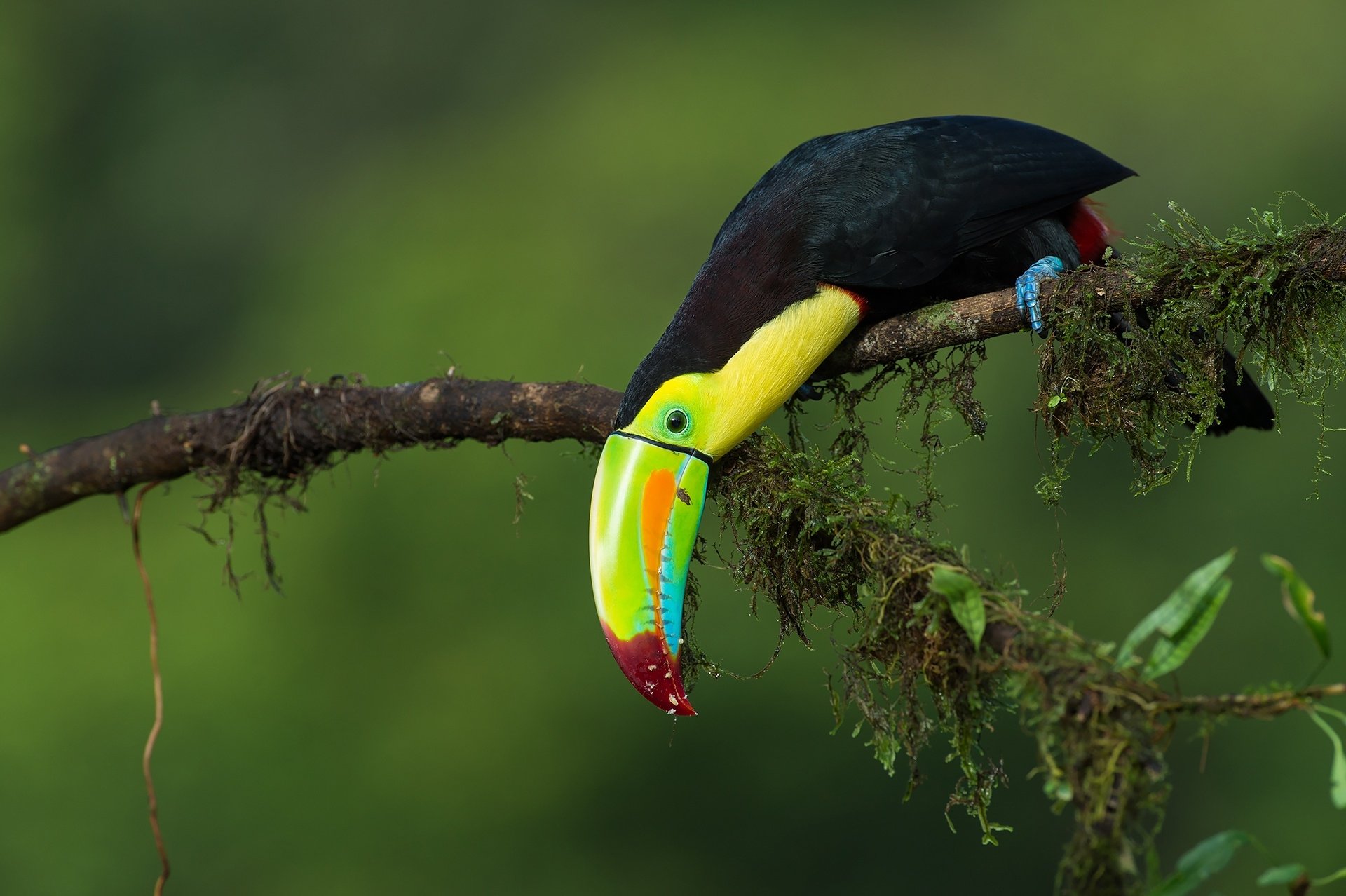 HD desktop wallpaper featuring a vibrant toucan with a colorful beak perched on a mossy branch against a blurred green background.