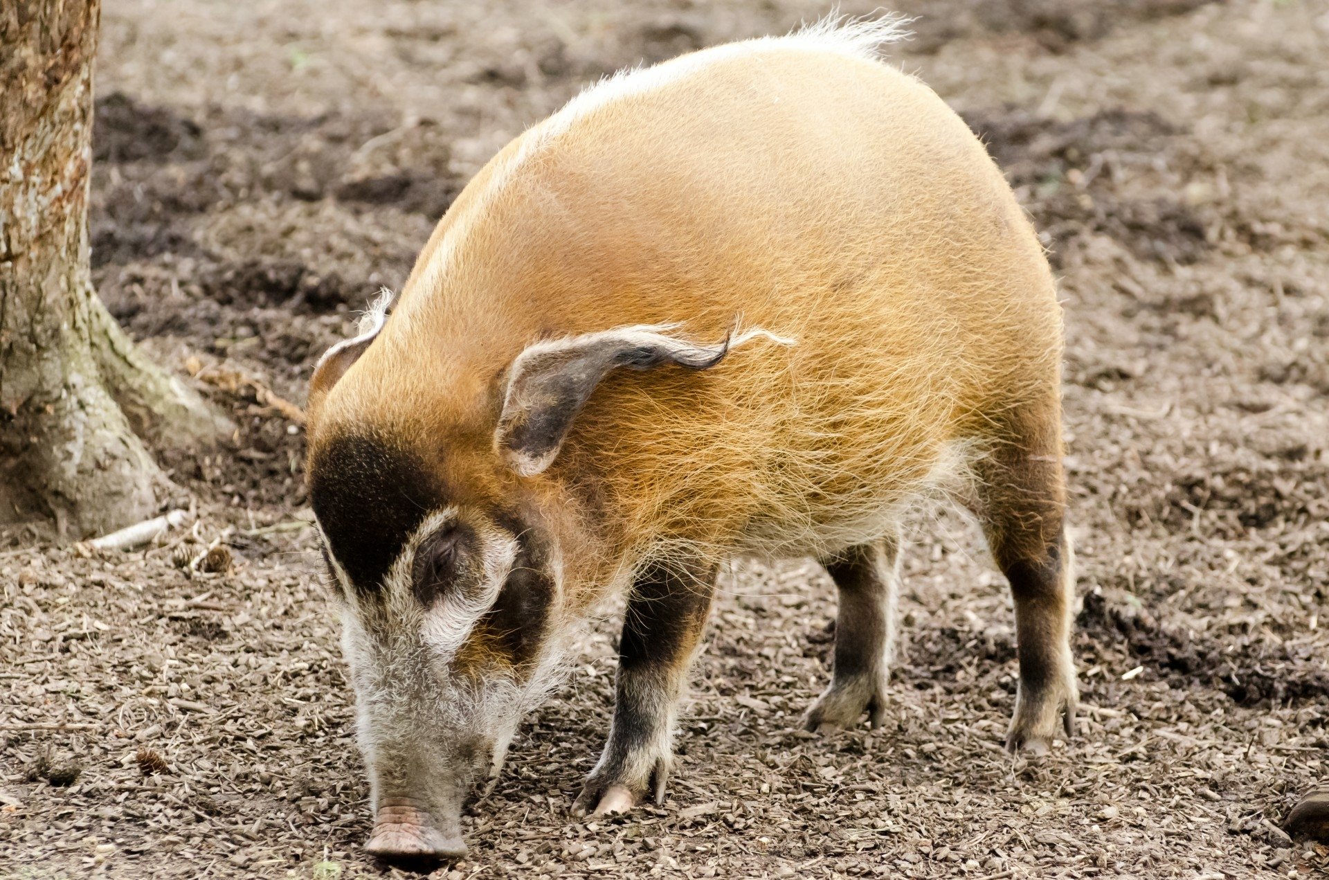 Red River Hog HD Wallpapers and Backgrounds