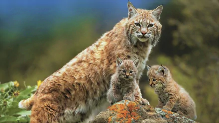 A high-definition desktop wallpaper showing a lynx with two cubs on a rocky terrain, set against a blurred natural background.