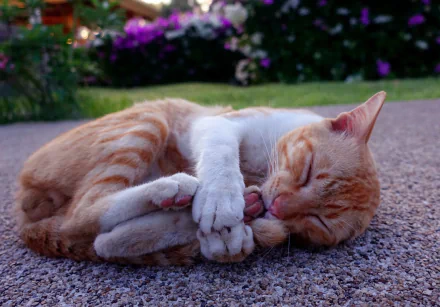 sleeping Animal cat HD Desktop Wallpaper | Background Image