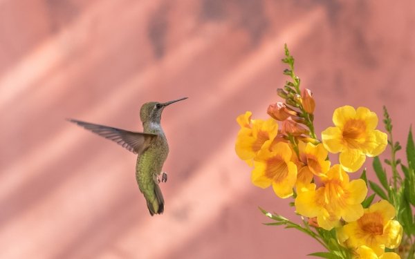 Animal Hummingbird Birds Hummingbirds Bird Yellow Flower HD Wallpaper | Background Image