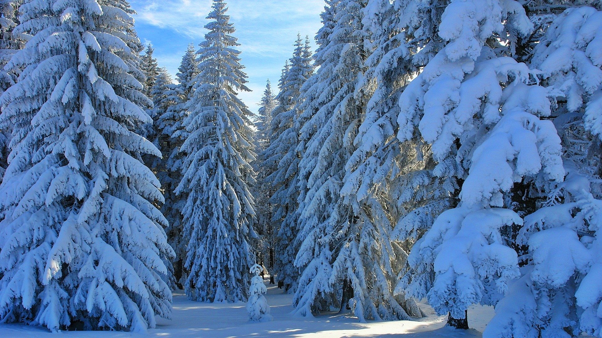 HD desktop wallpaper showing a winter forest scene with snow-covered pine trees under a clear blue sky.