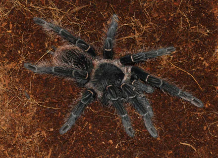  Brazilian salmon pink bird-eating tarantula (Lasiodora parahybana) by George Chernilevsky