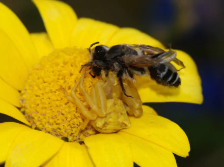  Crab Spider (Thomisus onustus) capturing an Mining Bee (Andrena species) by Alvesgaspar