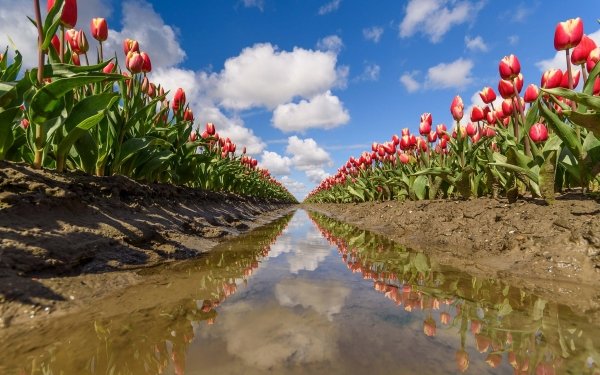 Earth Tulip Flowers Nature Field Reflection Flower Summer HD Wallpaper | Background Image