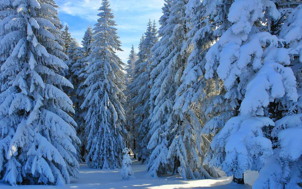 HD desktop wallpaper showing a winter forest scene with snow-covered pine trees under a clear blue sky.