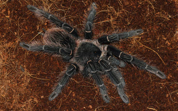  Brazilian salmon pink bird-eating tarantula (Lasiodora parahybana) by George Chernilevsky