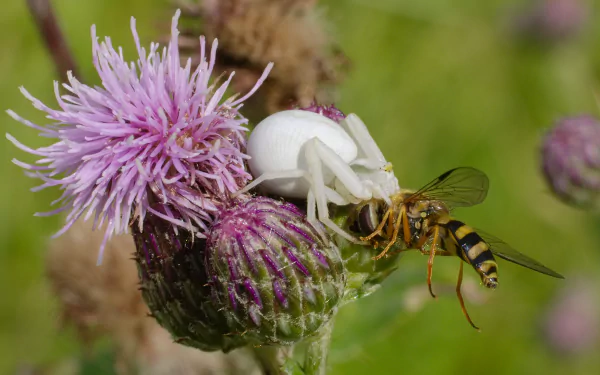 hoverfly arachnid crab spider Animal spider HD Desktop Wallpaper | Background Image