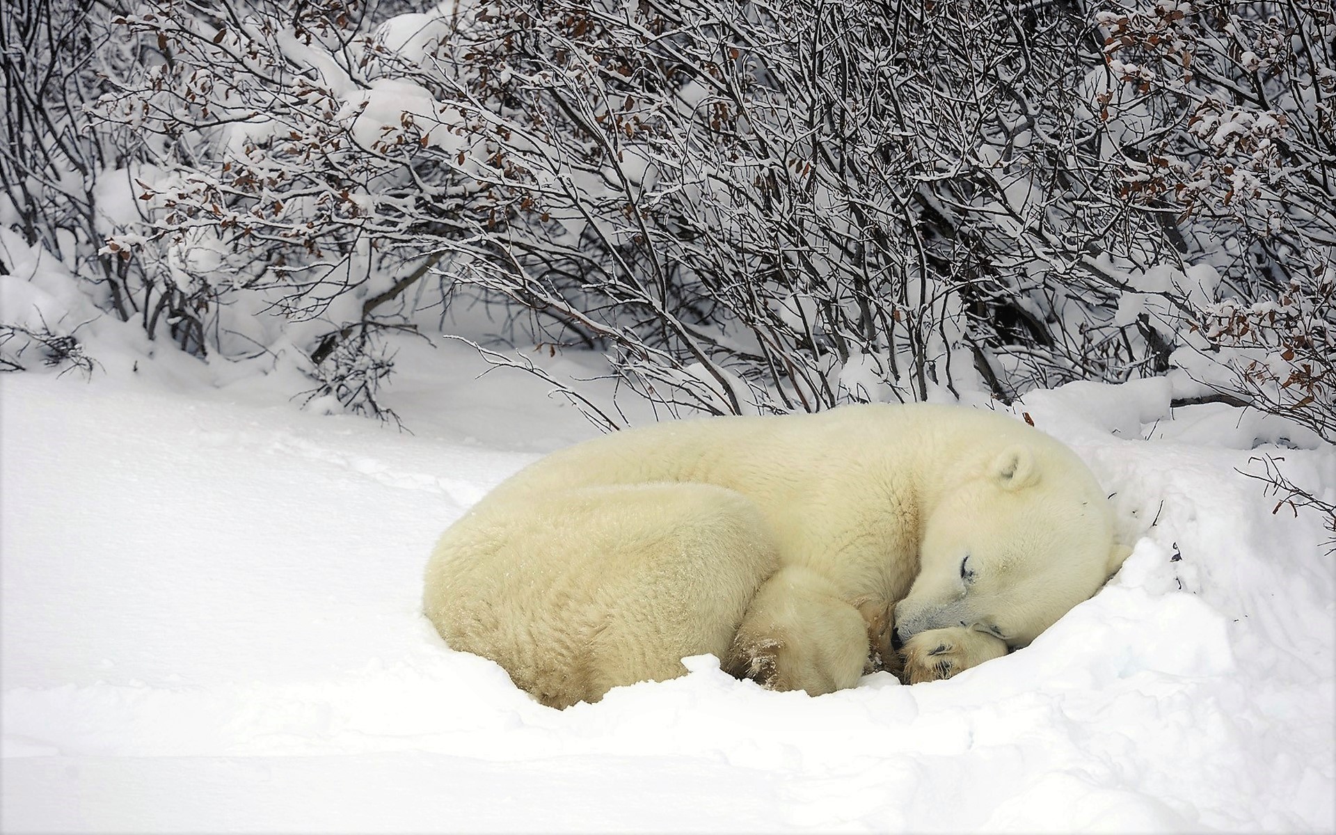 Canada Winter Snow: Sleeping Polar Bear HD Wallpaper