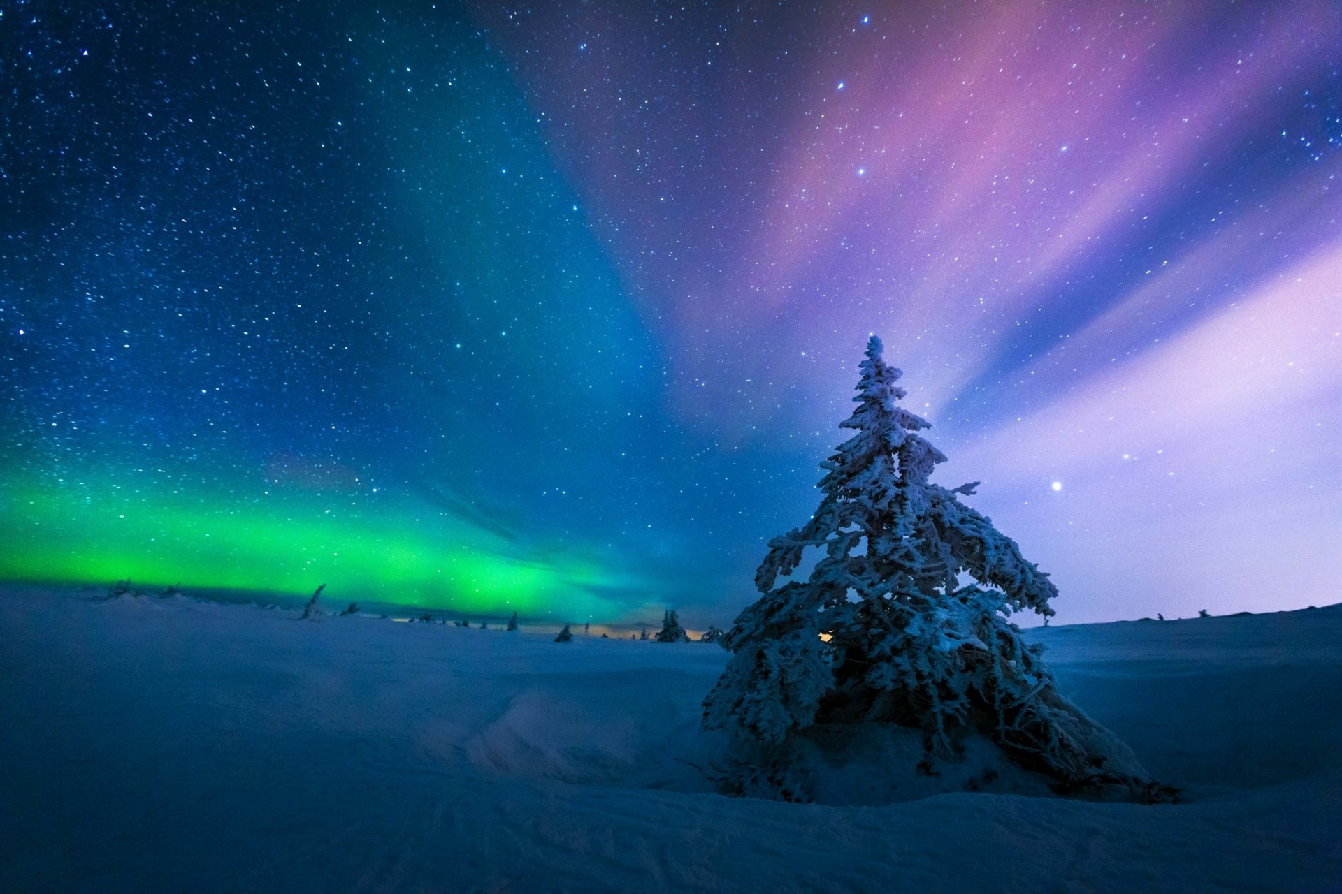 A snow-covered tree stands beneath a vibrant aurora borealis and starry winter night sky, creating a stunning HD desktop wallpaper of nature's beauty.