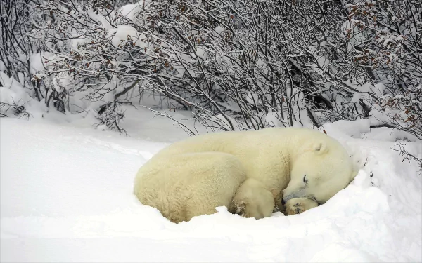 A cute polar bear sleeps peacefully in the snow during a Canadian winter. Snow-covered bushes form the backdrop, creating a serene HD desktop wallpaper and background.