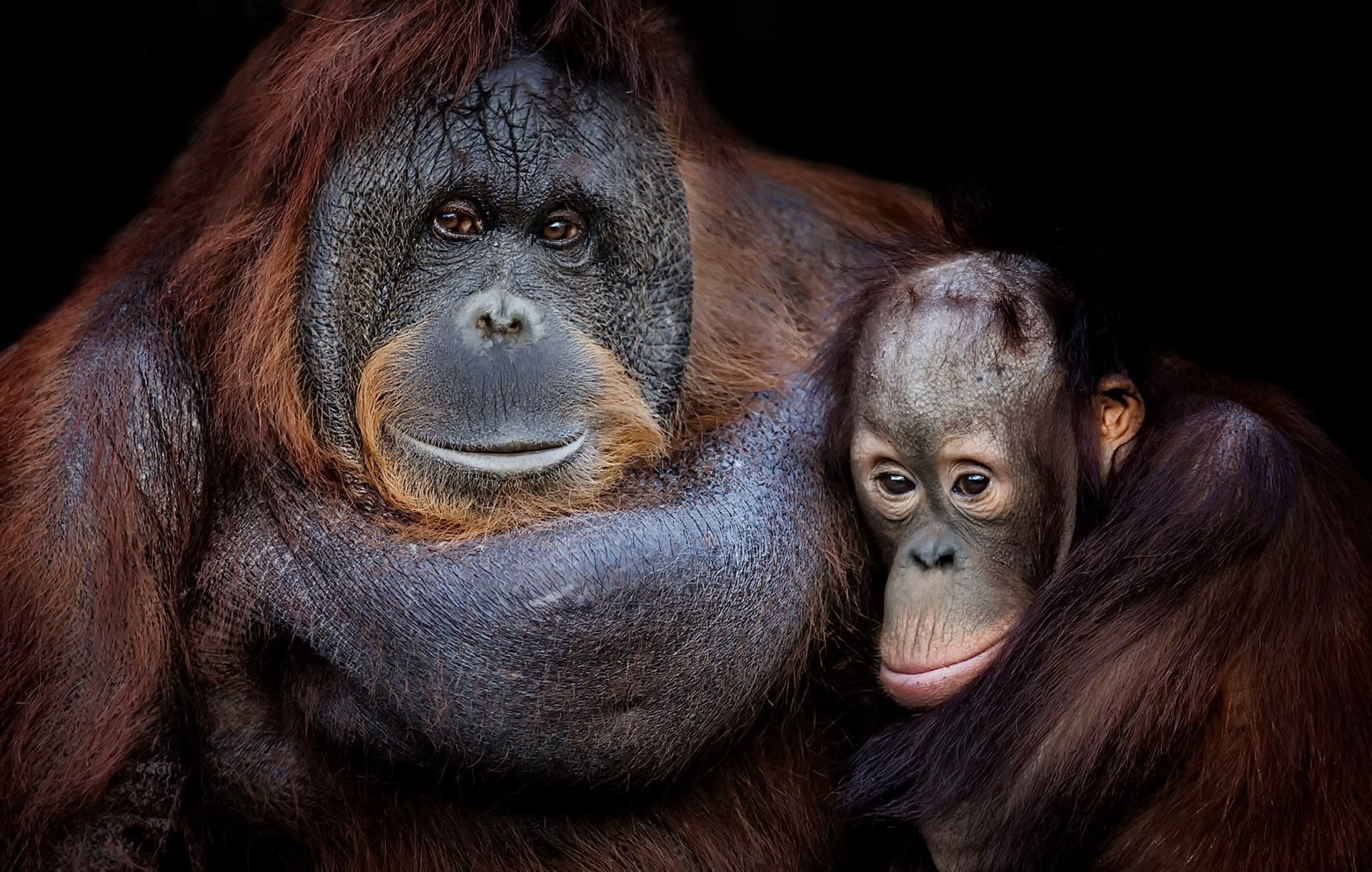 Heartwarming HD Portrait of a Baby Orangutan with Its Protective Parent, image size:1920x1220