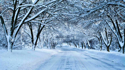 A snowy road stretches under a canopy of trees heavy with snow, capturing a serene winter scene. This HD wallpaper and background portrays a peaceful man-made path through a winter wonderland.