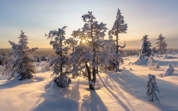 Earth Winter Snow Tree Forest Dusk Sun Sunbeam HD Wallpaper | Background Image