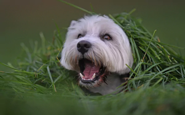 Playful West Highland White Terrier dog peeks through tall grass, mouth open in a happy pant — 2K Quad HD PC desktop wallpaper/background.